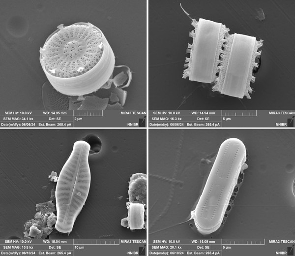 전자현미경으로 확인한 우포늪에서 발견된 대표적인 돌말류 /사진제공=국립낙동강생물자원관