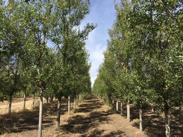 내몽골자치구 통료시 사막화 방지 조림사업지 2003-2005 /사진=국립산림과학원