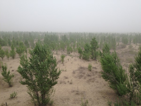 중국 포플러 조림지 사구 고정 황사 발생 /사진=국립산림과학원