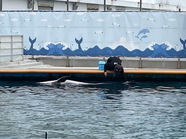 동물자유연대 정진아 사회변화팀장은 “먹이를 이용해 고래를 훈련시키는 수족관에서 복종은 곧 생존에 직결되는 문제”라고 강조했다. /사진제공=동물자유연대
