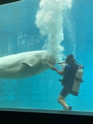 거제씨월드 벨루가 /사진제공=동물자유연대