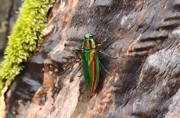 비단벌레(2024. 6. 9. 내장산국립공원) /사진제공=국립공원공단