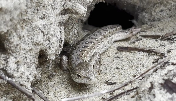 표범장지뱀(2024. 9. 11. 태안해안) /사진제공=국립공원공단