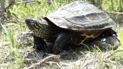 사라져가는 남생이 /사진=국립생물자원관
