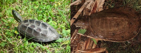 남생이와 자라 /사진=국립생물자원관