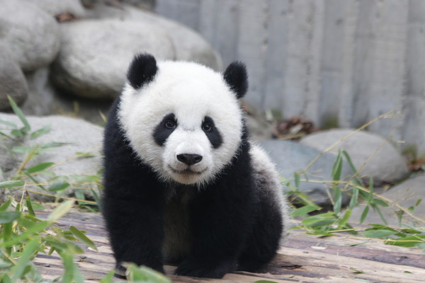 판다 /사진=환경일보DB