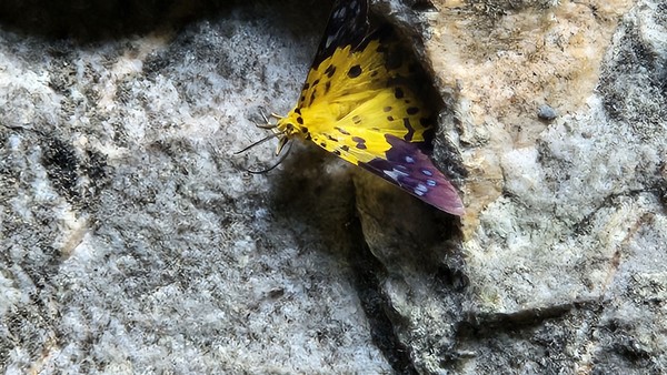 밀리터리 노란나방 /사진=민명기 학생기자