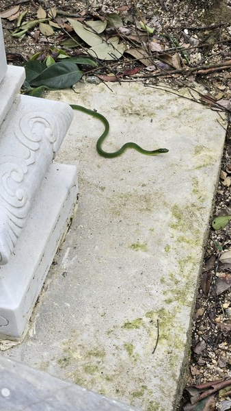 레드테일 스케이크 /사진=민명기 학생기자