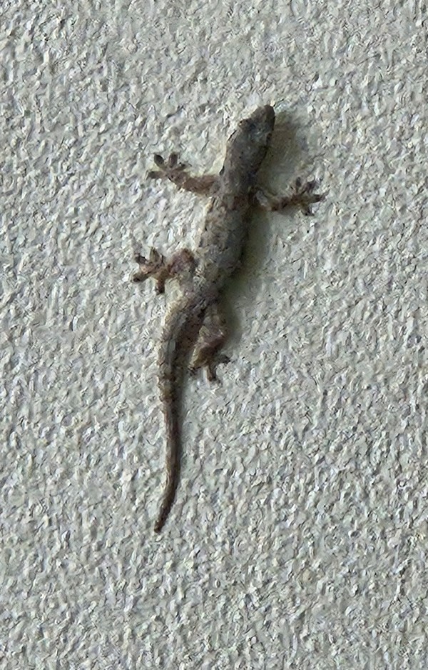 도마뱀붙이 /사진=민명기 학생기자