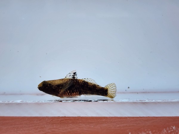 점박이망둑 /사진=이승환 학생기자