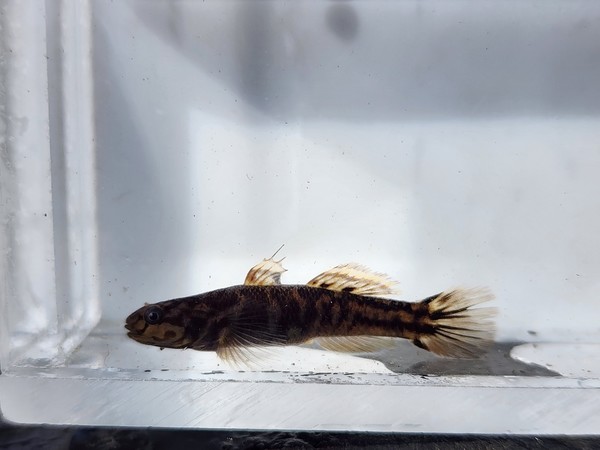 제주모치망둑 /사진=이승환 학생기자