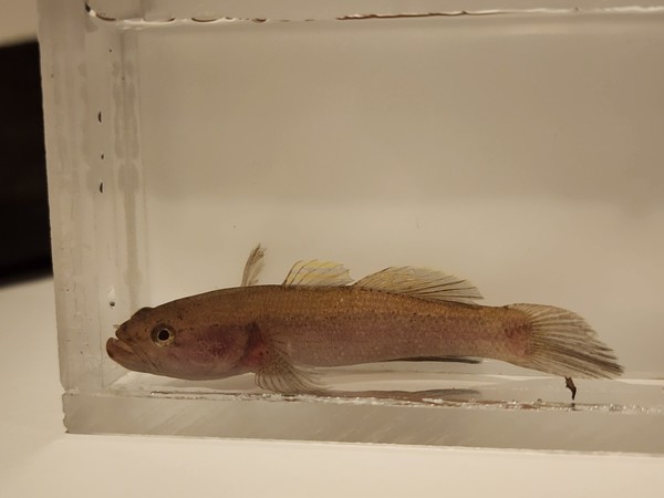 검은구굴무치 /사진=이승환 학생기자