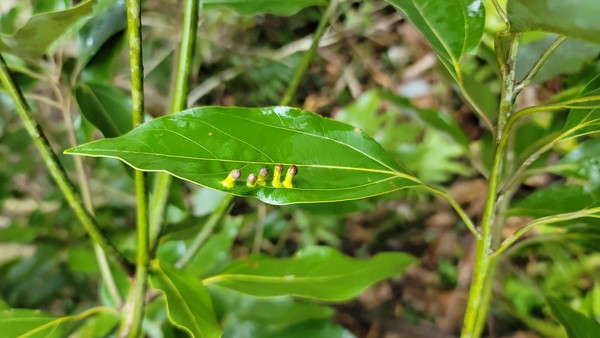 녹나무과 잎의 벌레혹(충영) /사진=이유진 학생기자
