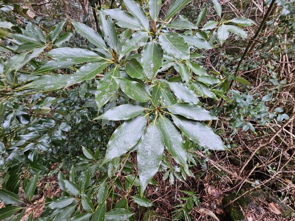 녹나무과 식물 잎의 벌레혹(충영) /사진=이유진 학생기자