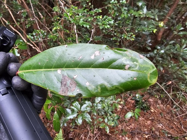 여우주머니과 식물 잎의 터널 모양 굴 /사진=이유진 학생기자