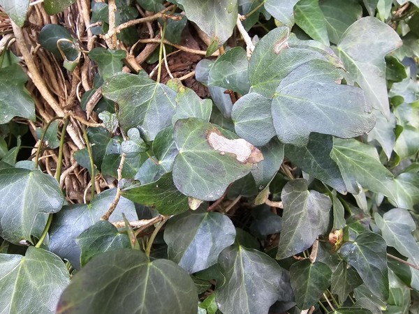 송악 속 식물 잎의 타원 모양 굴 /사진=이유진 학생기자