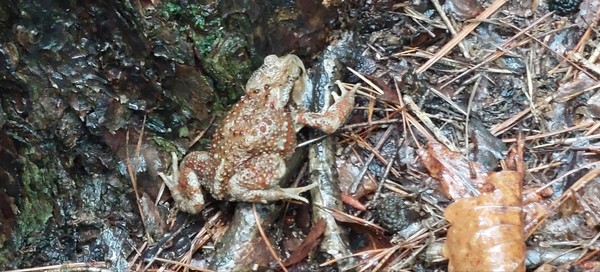 비 오는 날의 산두꺼비 /사진=한희 학생기자