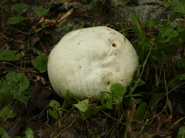 희귀야생 댕구알버섯/사진제공 = 울산시