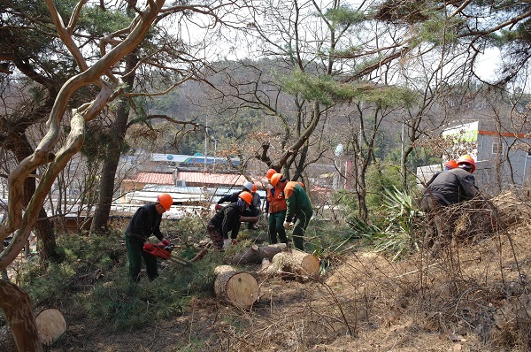 소나무 재선충병 고사목 방제작업 /사진제공=구미시