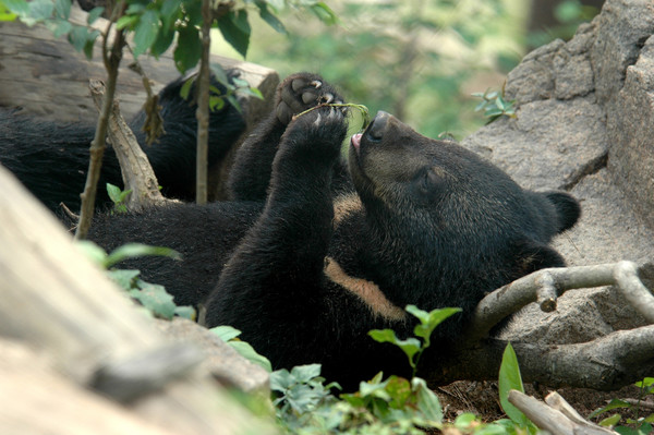 10월의 멸종위기 야생생물 ‘반달가슴곰’ /사진제공=국립공원공단