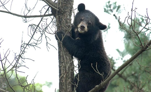 10월의 멸종위기 야생생물 ‘반달가슴곰’ /사진제공=국립공원공단
