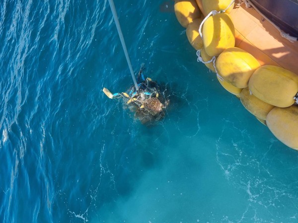 매부리바다거북 혼획 /사진제공=