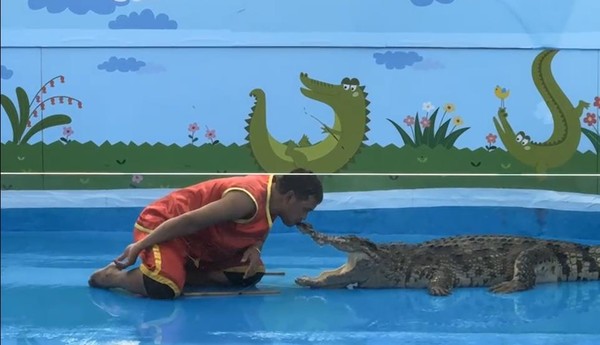 악어쇼 2024년 8월31일 /사진제공=동물복지문제연구소 어웨어