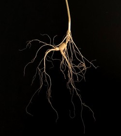 산양삼 뿌리 /사진=국립산림과학원