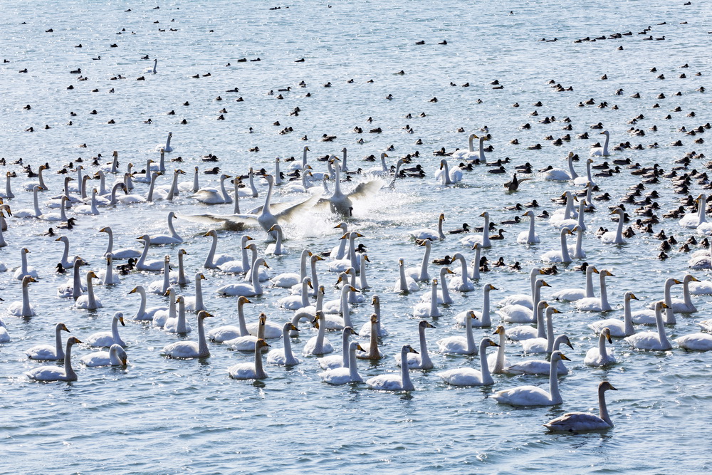 낙동강하구 철새 /사진제공=습지와새들의친구