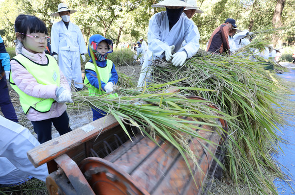 양재천 전통 벼베기 체험 행사 /사진제공=강남구