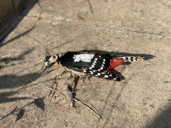 충돌한 지 얼마 되지 않은 오색딱따구리. 이제 막 파리가 하나 둘 꼬이기 시작하고 있었다. /사진=녹색연합