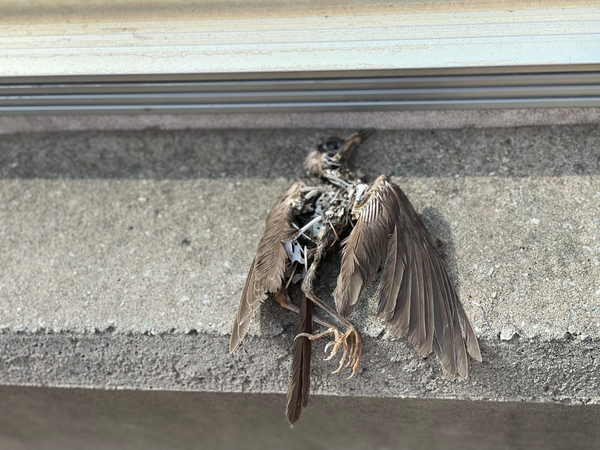 조류충돌 후 폐사한 지 오래돼 뼈밖에 남지 않은 참새 사체 /사진=녹색연합