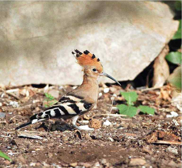‘사계절 섬에서 만난 새(고하도 편)’의 새 /사진=국립호남권생물자원관