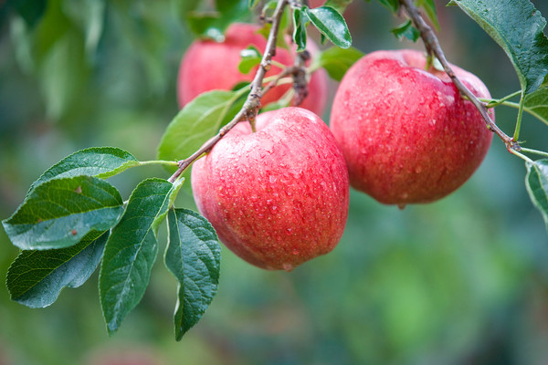 사과 /사진=환경일보DB