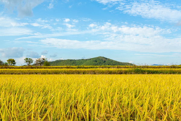 시골의 드넓은 논 /사진=환경일보DB