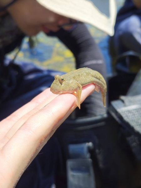 말뚝망둥이 /사진=손진환 학생기자