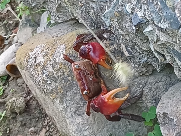 도둑게 /사진=손진환 학생기자