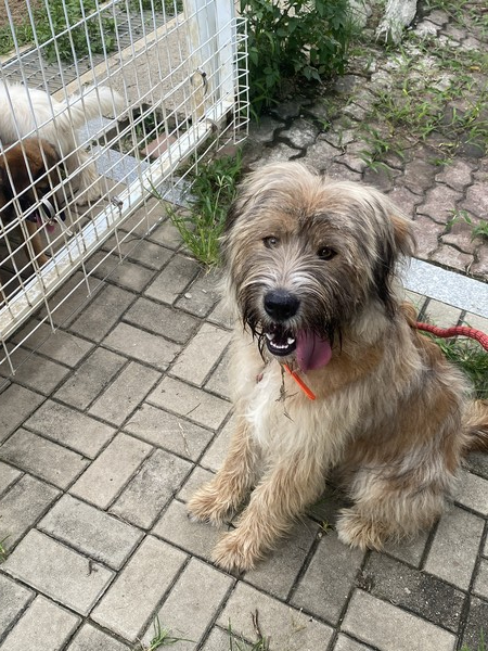 한국삽살개재단의 장모 황색 삽살개 /사진=최설 학생기자