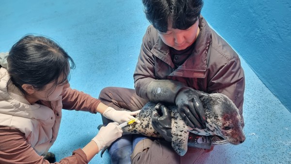 동해에서 구조한 점박이물범 양양이가 치료를 받고 있다.  /사진제공=충청남도