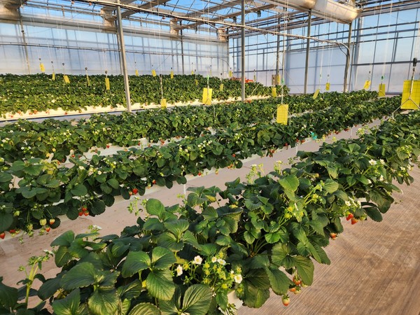 영주시농업기술센터 스마트팜 시설에서 재배하는 딸기 /사진제공=영주시