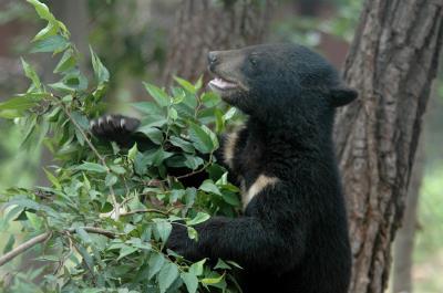 생태학습장에서 나뭇가지를 꺾는 반달가슴곰 새끼 /사진=국립공원공단