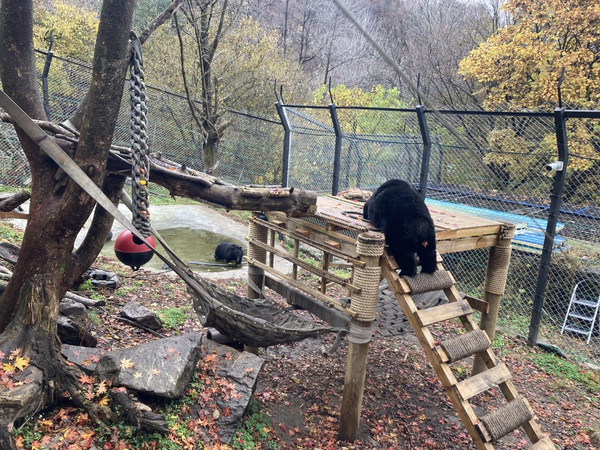 방사장에서 시간을 보내는 반달가슴곰 ‘미남’, ‘미소’ /사진=국립공원공단
