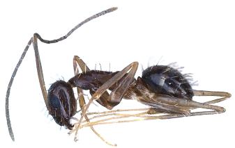 생태계교란종 열대긴수염개미 /자료제공=환경부