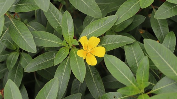 생태계교란종 물여뀌바늘 /자료제공=환경부