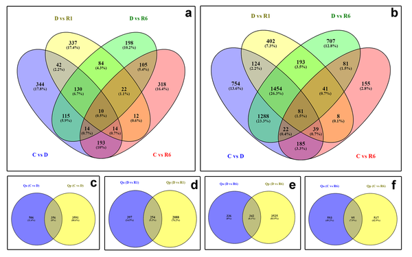 상수리나무와 대왕참나무 전사체 및 생리활성물질 비교 분석 결과 두 수종의 건조 스트레스와 회복 기간 중 생리활성물질 양상이 확연히 다르게 나타났다. /자료제공=국립산림과학원