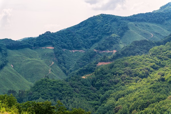 지난 6월 당시 대우산·대암산 천연보호구역 인근 생태자연도 1등급 지역 /사진제공=그린피스