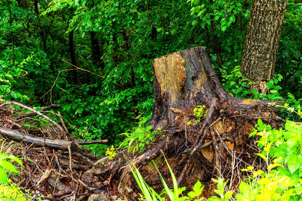 대우산·대암산 천연보호지역 인근 생태자연도 1등급 지역의 임도 아래로 뿌리 채 뽑혀 버려진 나무. /사진제공=그린피스