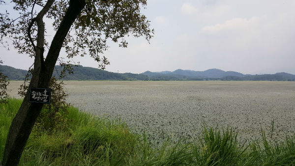 우포늪은 1억4천만년 전에 형성된 국내 최대 규모의 내륙습지다. /사진=환경일보DB