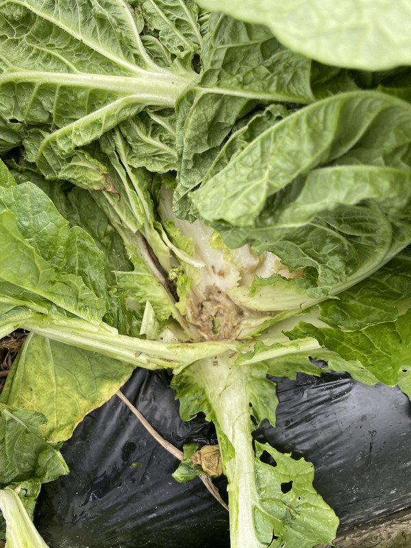 폭염으로 무름병 걸린 배추 /사진=보은군