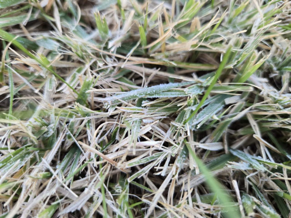 서울에서 첫서리 관측 /사진=기상청